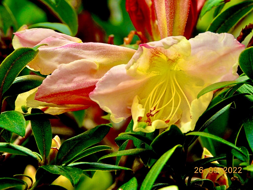 Rhododendron waking up by maggiemae