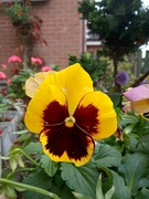 26th Sep 2022 - Autumn pansies another dimension of cour
