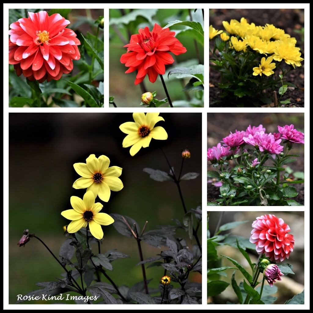 My garden flowers by rosiekind