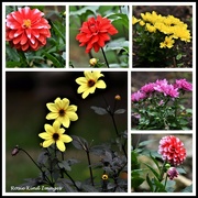 26th Sep 2022 - My garden flowers