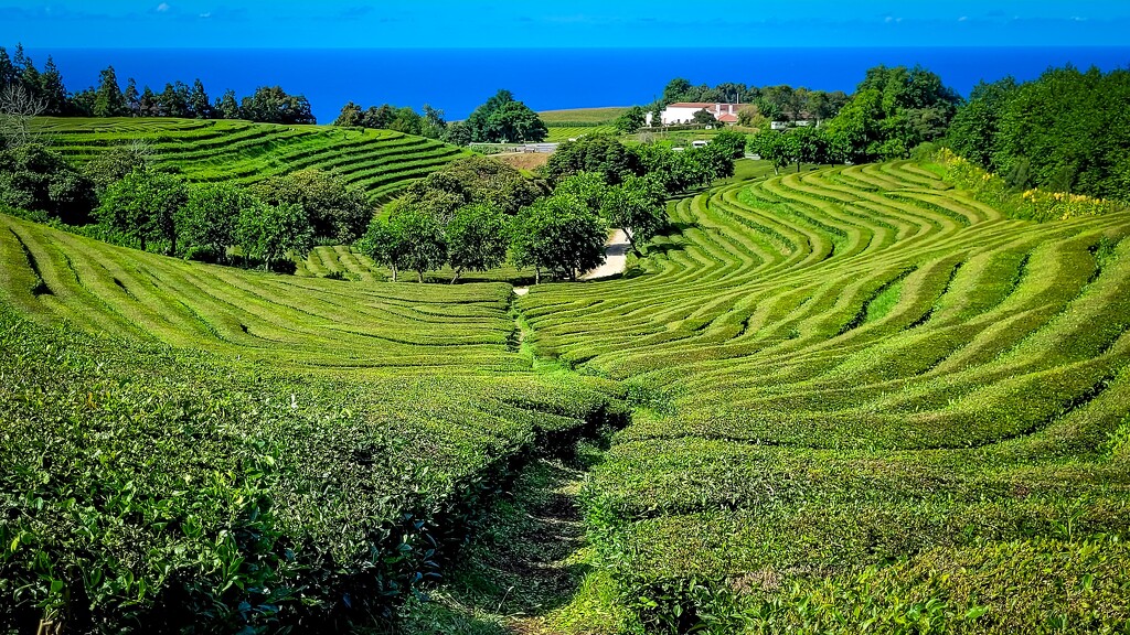 Gorreana Tea Fields (Azores only area with Tea Fields in Europe)) by darylo