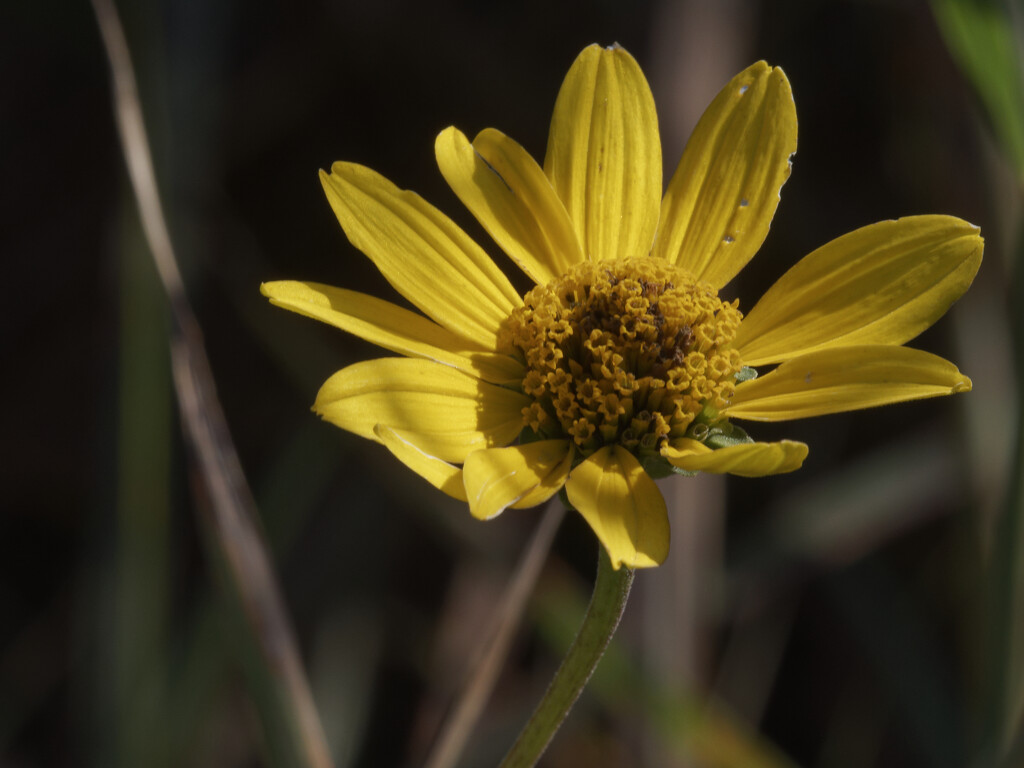 sunflower by rminer