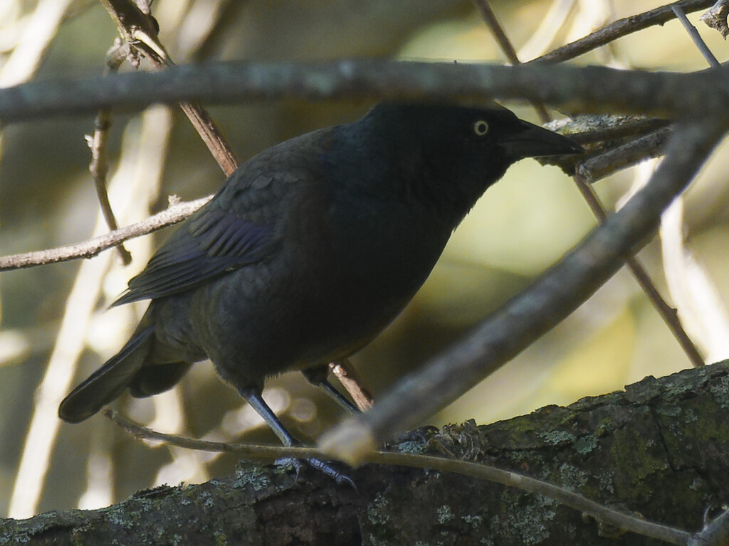 common grackle by rminer