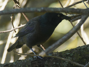 26th Sep 2022 - common grackle