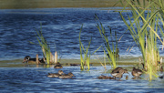 26th Sep 2022 - Green-winged teals and wood ducks 