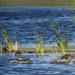 Green-winged teals and wood ducks 