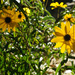 Around the Yard - Swamp Sunflower by k9photo
