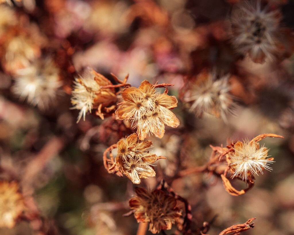 dried wildflower by aecasey