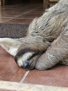 26th Sep 2022 - A Sloth in Costa Rica