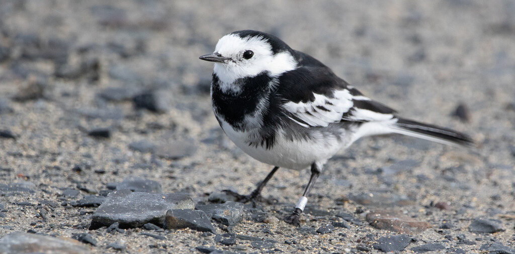 Wagtail by lifeat60degrees