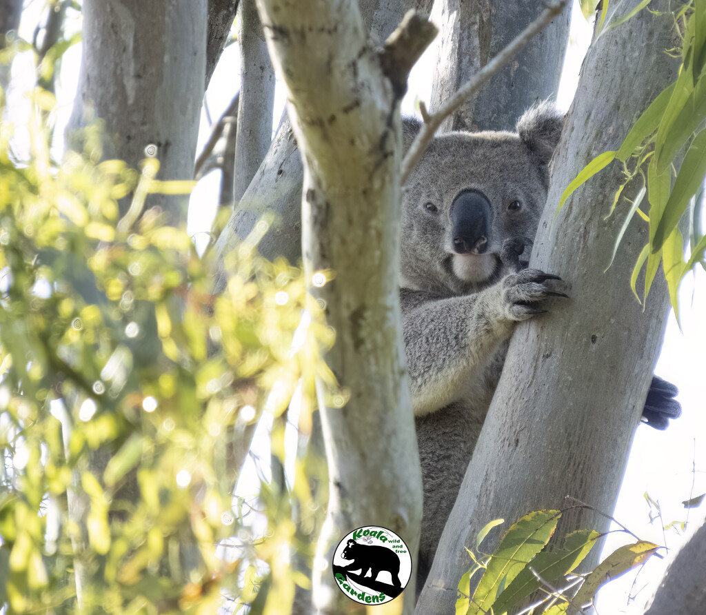 koalas on the move by koalagardens