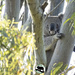 koalas on the move by koalagardens