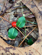 26th Sep 2022 - Partridgeberry