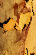 27th Sep 2022 - Eucalyptus bark textures