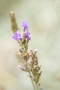 26th Sep 2022 - Lavander flowers here and there…