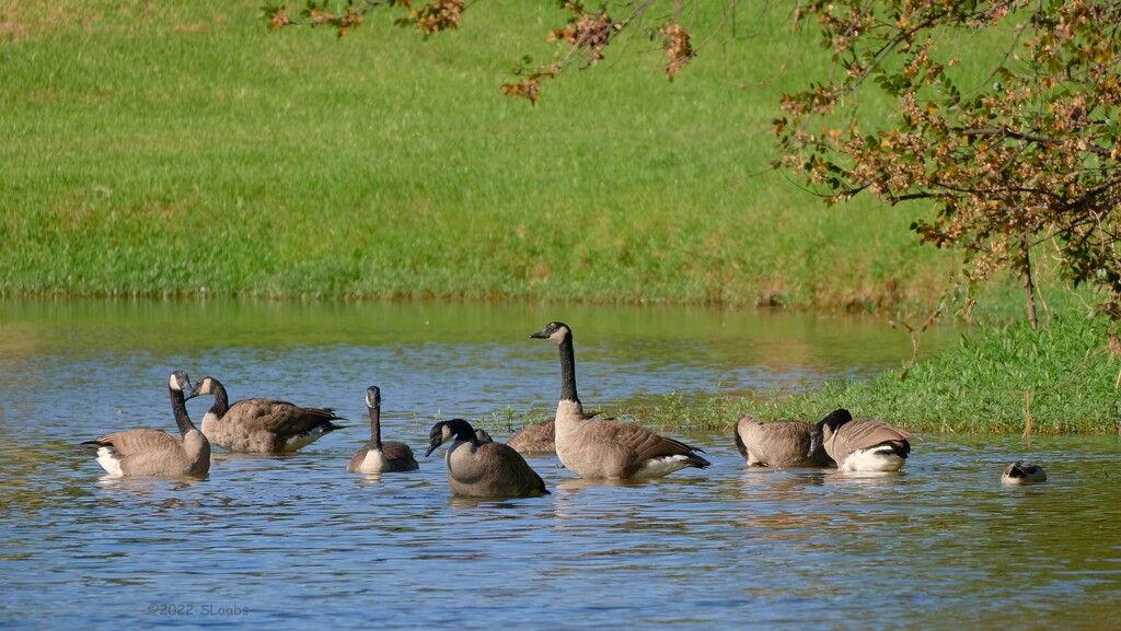 268-365 Geese Squad by slaabs