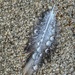 feather&raindrops by amyk