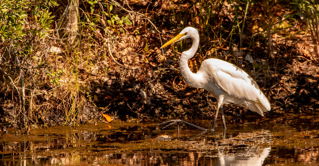 The Egret, in Search of Food! by rickster549