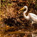 The Egret, in Search of Food!