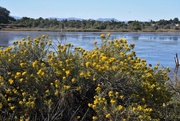 26th Sep 2022 - Rabbitbrush, pond and foothills