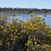 Rabbitbrush, pond and foothills by sandlily