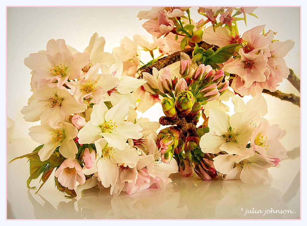 Cherry Blossom.. by julzmaioro