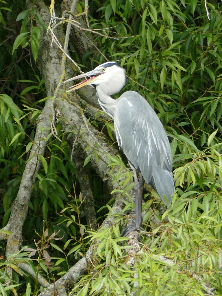 heron in the trees by cam365pix
