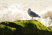 23rd Sep 2022 - seagull and the sea
