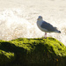seagull and the sea by cam365pix