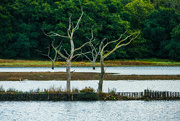 22nd Sep 2022 - trees on the river deben