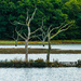 trees on the river deben by cam365pix