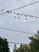 27th Sep 2022 - Birds on a Wire 