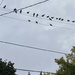 Birds on a Wire 