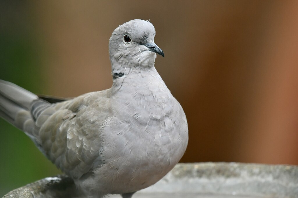 Collared dove  by rosiekind
