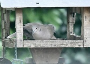 27th Sep 2022 - Collared doves 