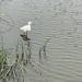 Sausalito 2 - Egret