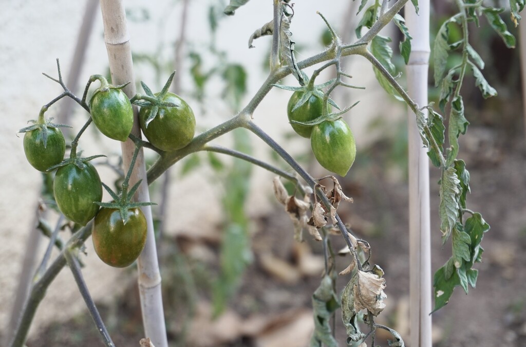 Last few yummy tomatoes 😋 by beverley365