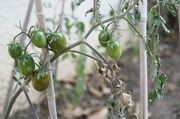 21st Jun 2022 - Last few yummy tomatoes 😋