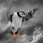 27th Sep 2022 - Puffin coming into Land