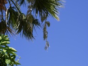 26th Jun 2022 - The palm tree needs a much needed trim 