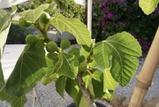 30th Jun 2022 - Our Happy fig tree 