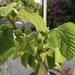 Our Happy fig tree  by beverley365