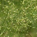 Blooming horseweed... by marlboromaam