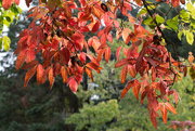 27th Sep 2022 - Autumn leaves nf-sooc 24