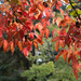 Autumn leaves nf-sooc 24
