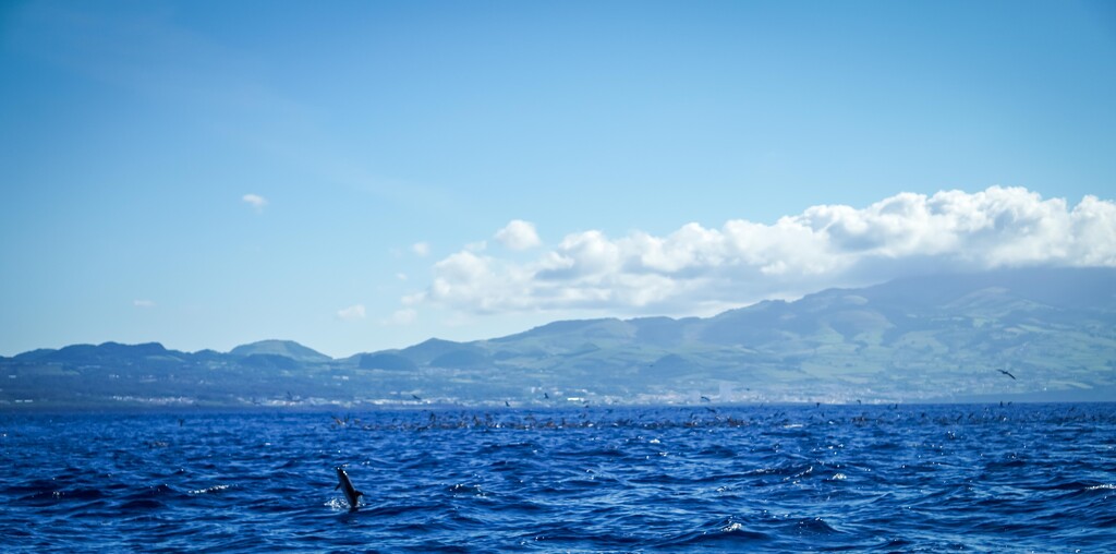 Dolphin Tour - Azores - Sao Miguel by darylo