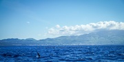 4th Sep 2022 - Dolphin Tour - Azores - Sao Miguel