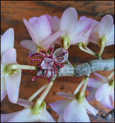 27th Sep 2022 - Spider on Orchid 
