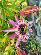 29th Sep 2022 - Passion flower 