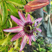 Passion flower  by cocobella